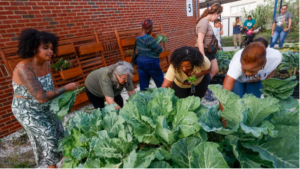 Gardening workshop participants harvest collard greens at Sulphur Springs K-8 Community School in Tampa on Thursday, June 15, 2023. [ IVY CEBALLO | Times ]