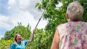 eather Brooke, left, co-founder of Good Neighbors, picks mangoes from Arminda Da Conceicao’s garden on July 21 in St. Petersburg. Brooke will donate the mangoes to those in need through the organization’s pop-up events. [ CHLOE TROFATTER | Times ]